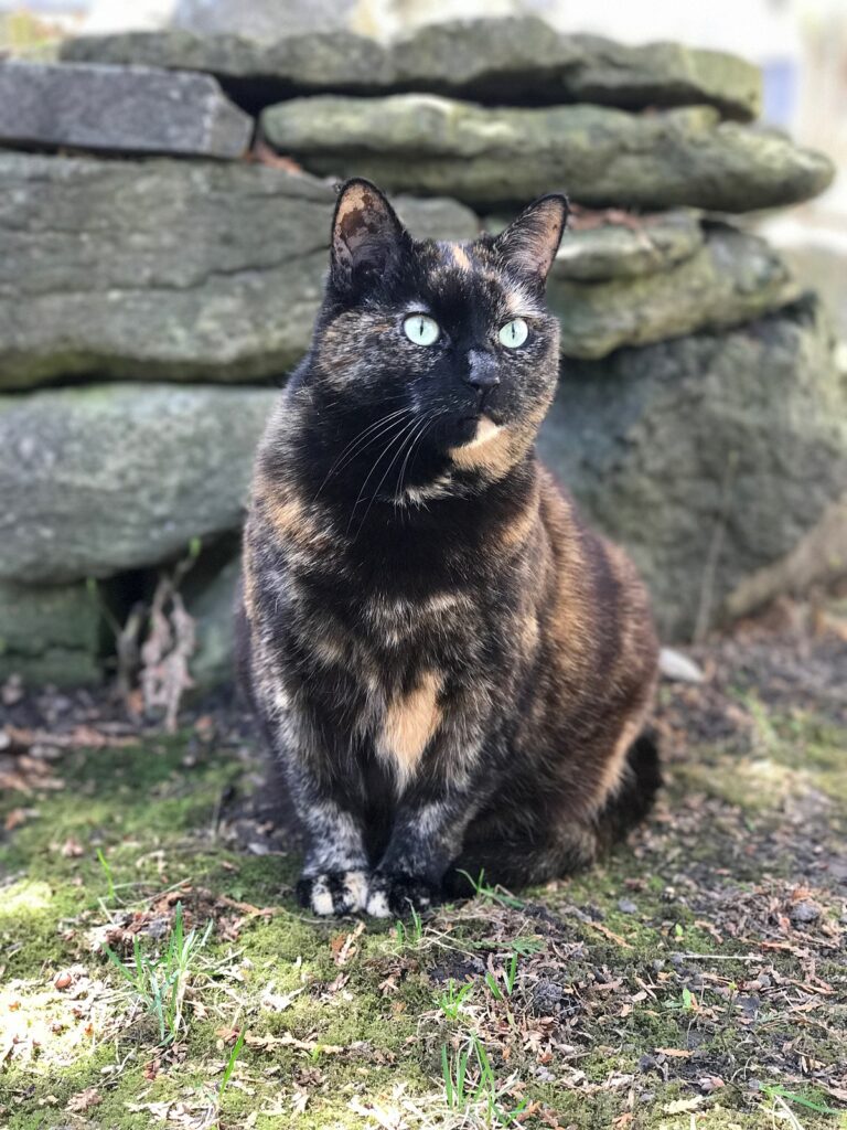 tortoiseshell cats