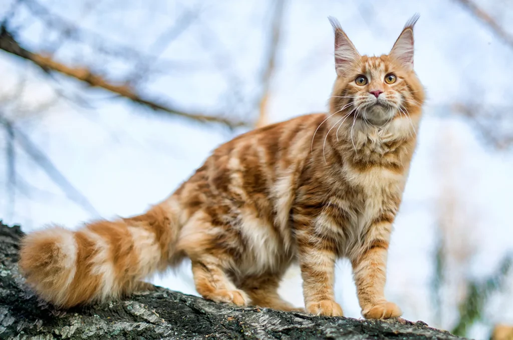 Maine coon cats