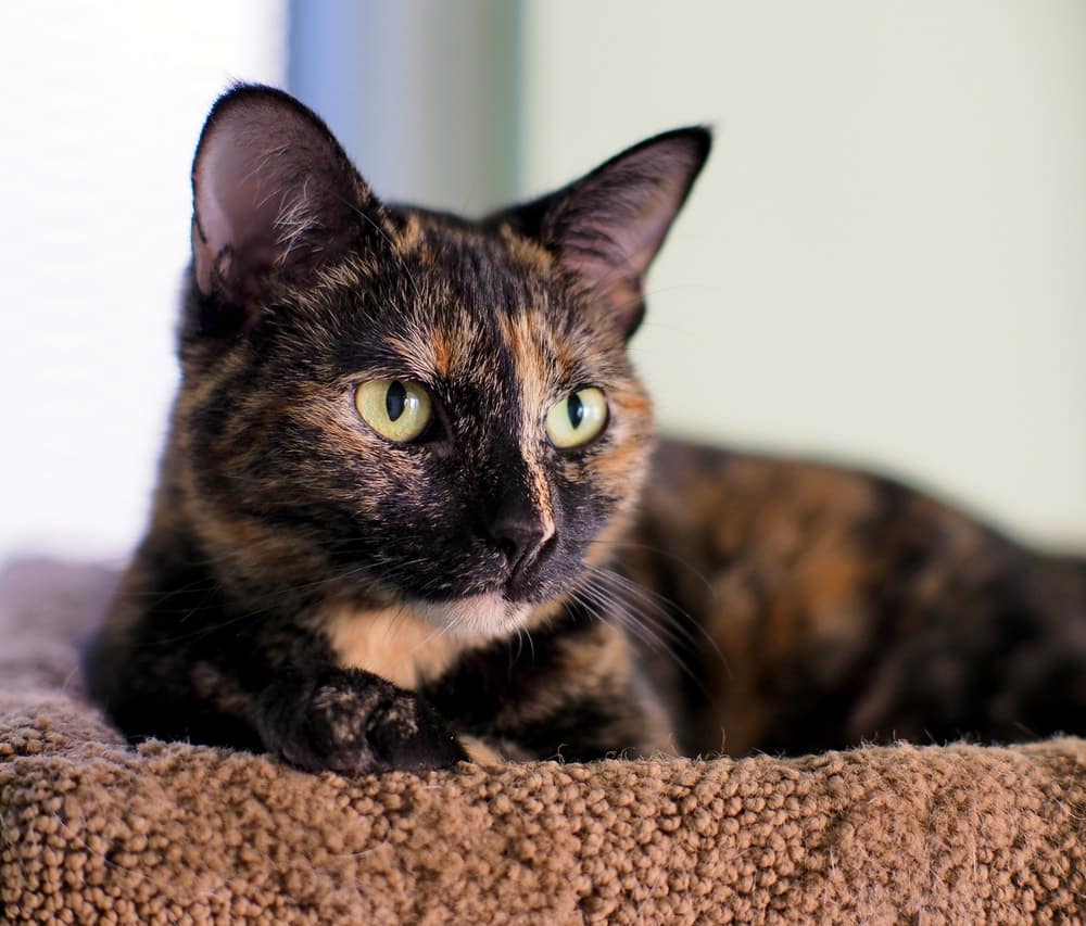 tortoiseshell cats