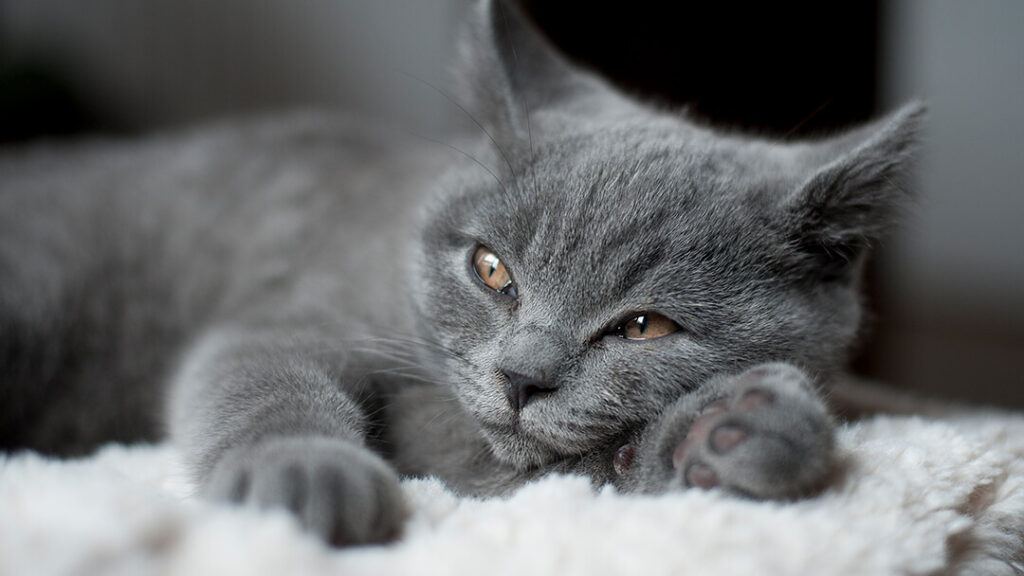 Gray cats