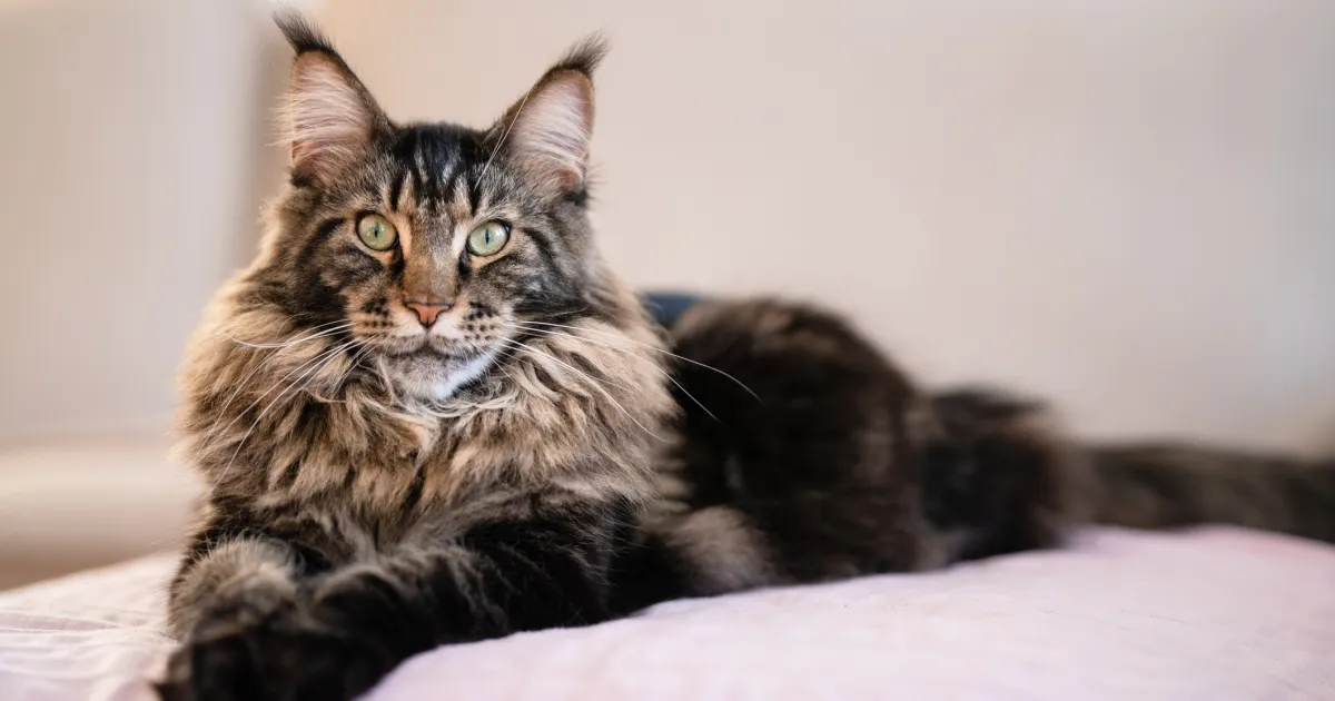 Maine coon cats