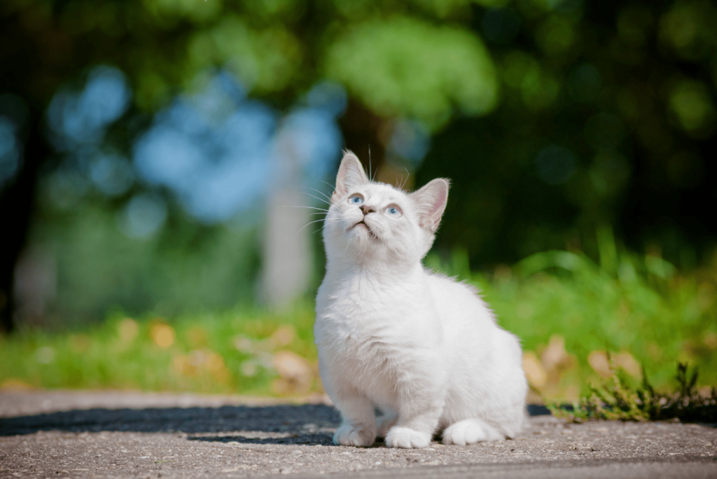 munchkin cats