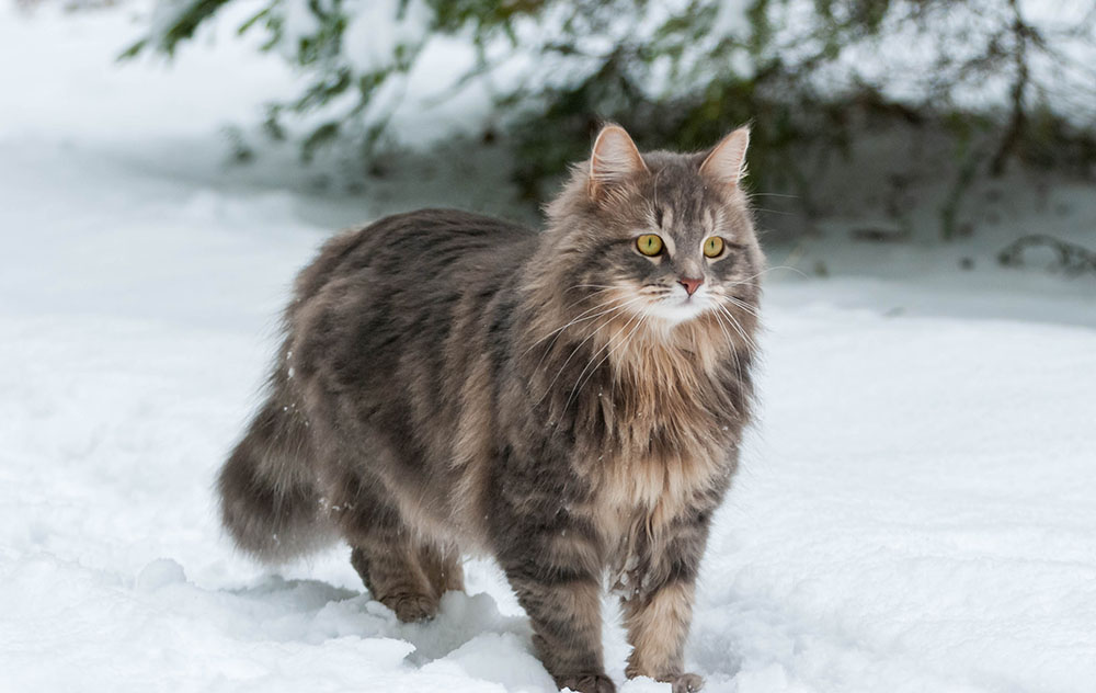 Siberian cats