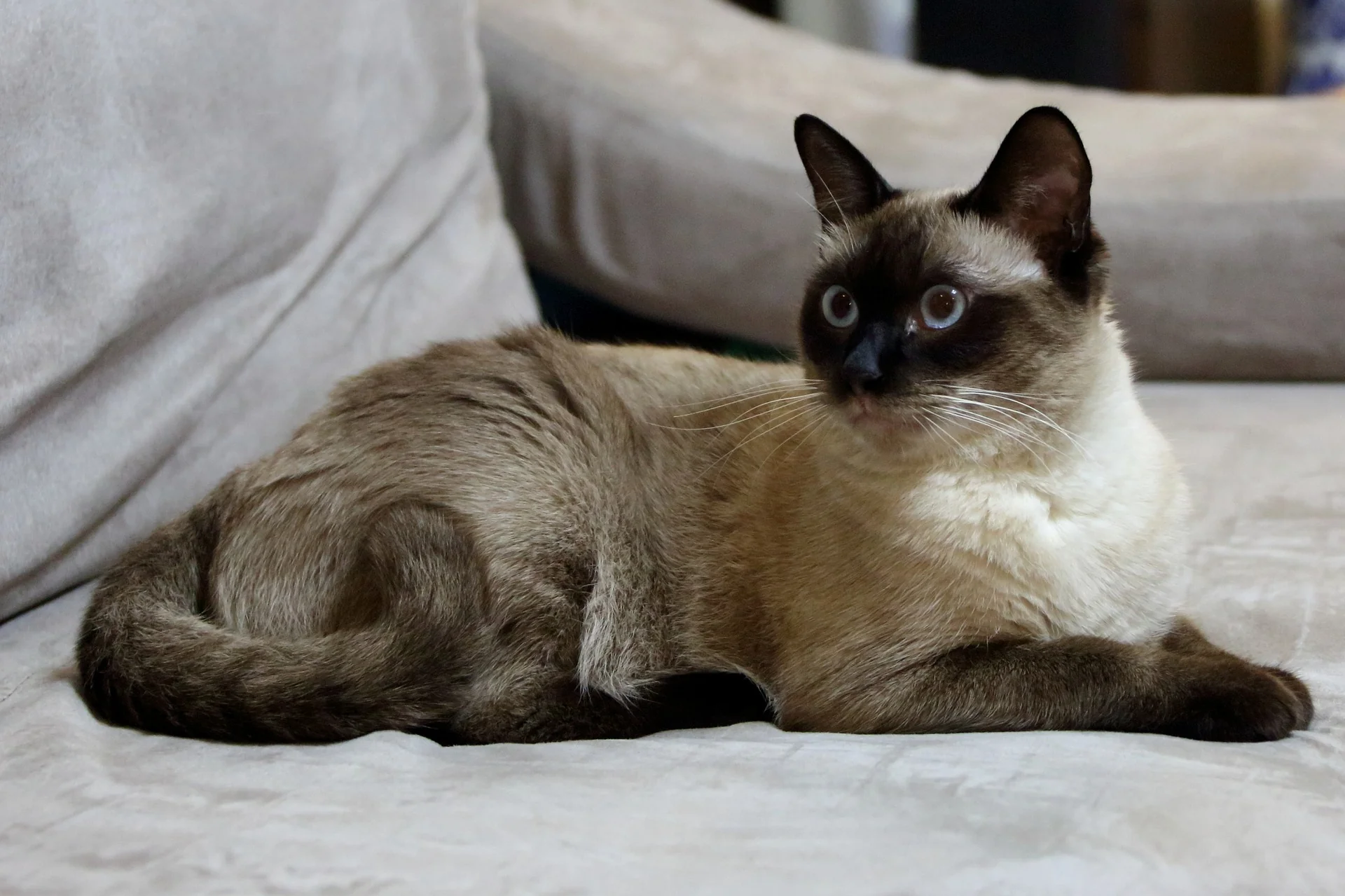 Burmese Cats